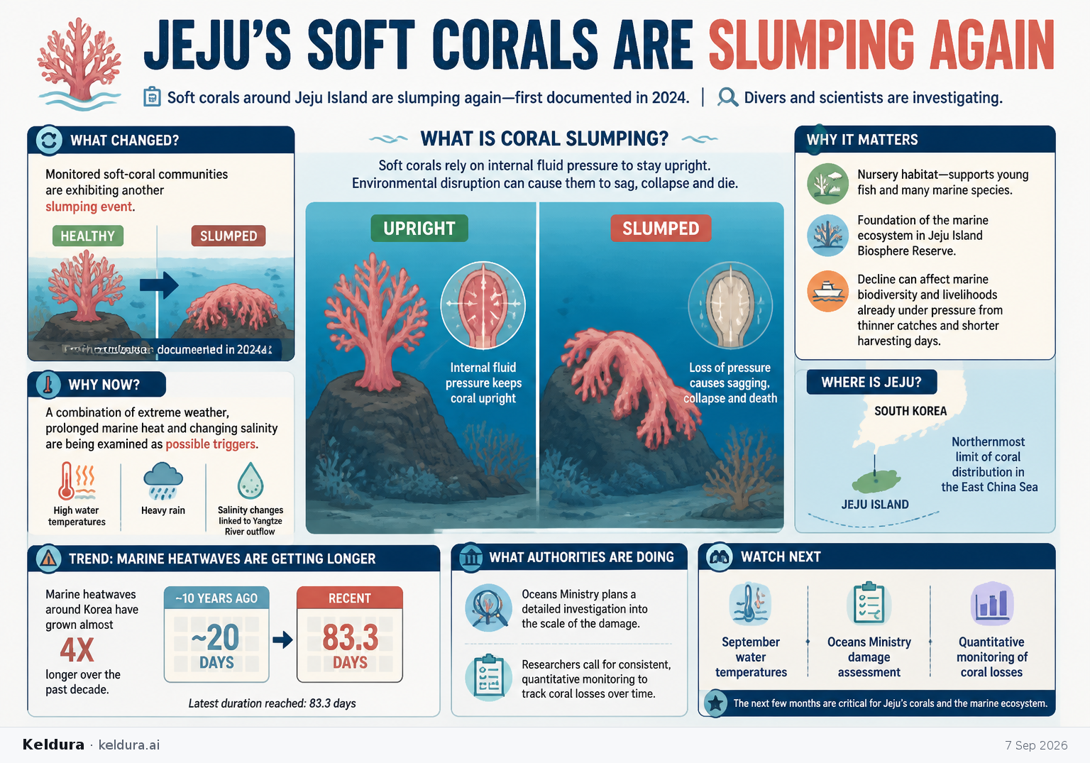 Cheatsheet for Jeju’s Soft Corals Are Slumping Again. Text equivalent is attached.