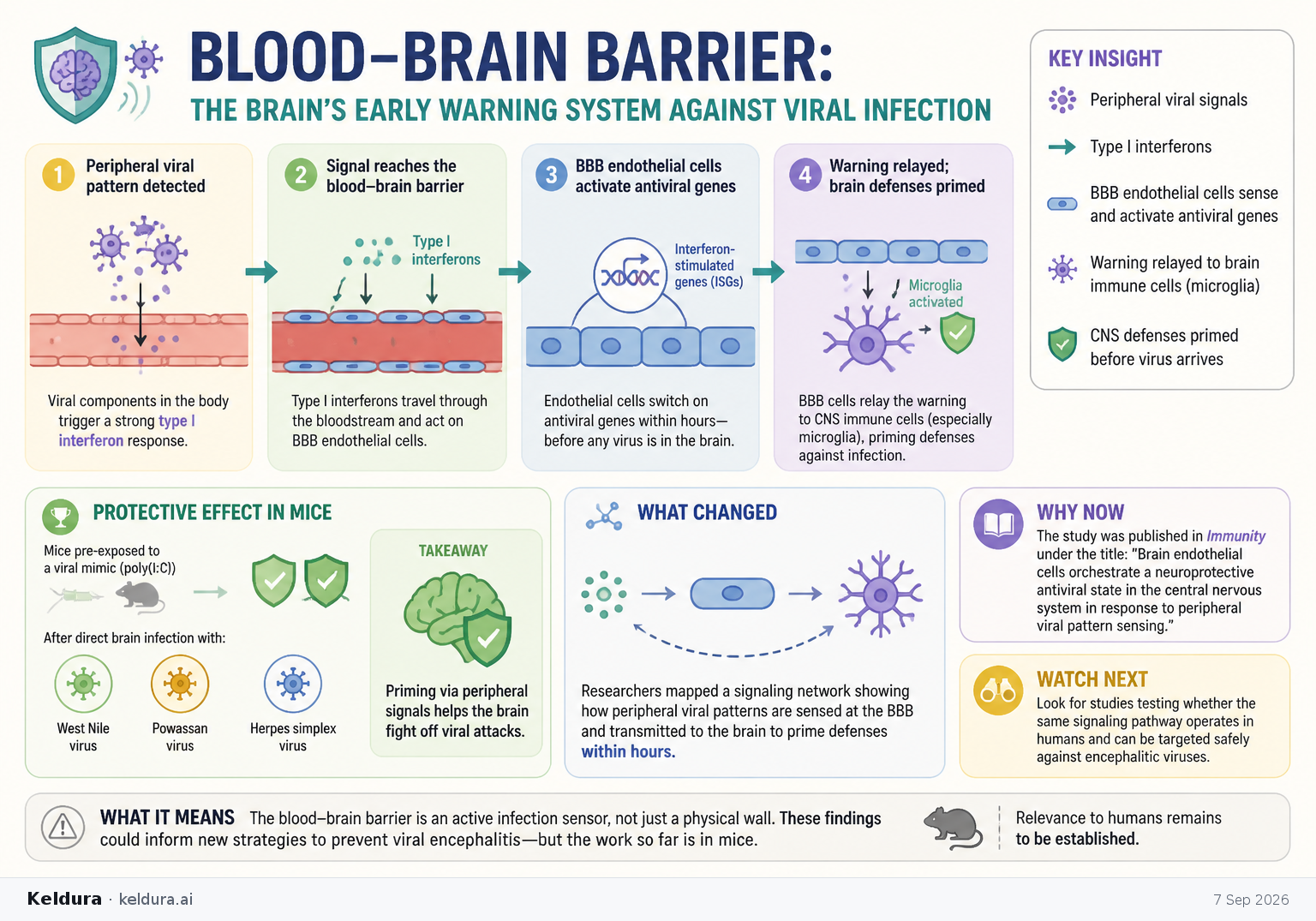 Cheatsheet for Blood-brain barrier may give the brain early warning of viral infection. Text equivalent is attached.
